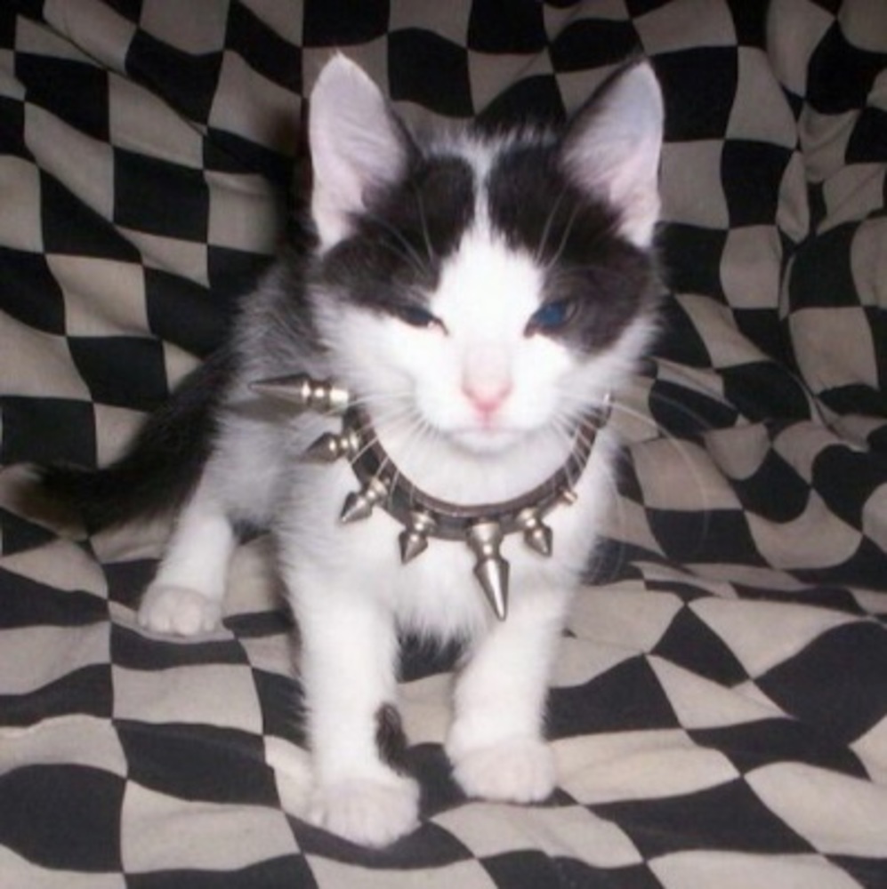 Meet your Posher, Jacob